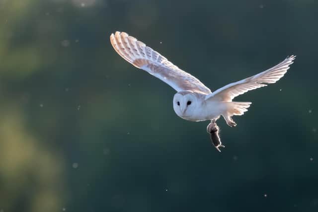 A Sparkling Hunt by Richard Murray - 2nd place in the South Downs National Park Photo Competition, 2021/22