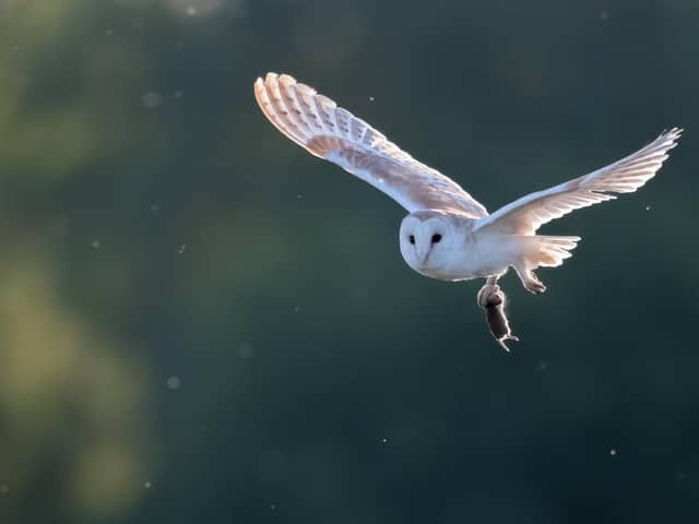 A Sparkling Hunt by Richard Murray - 2nd place in the South Downs National Park Photo Competition, 2021/22