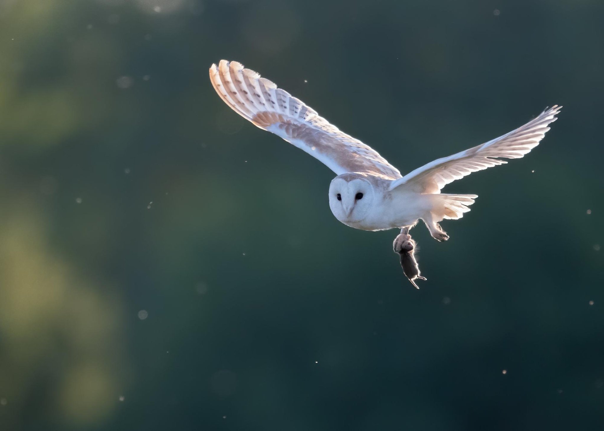 Gorgeous photos by the South Downs Nationwide Park images competition winners