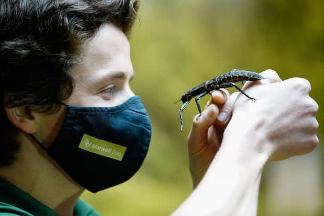 A keeper inspects a giant spiny stick insect, as they are counted during the annual stocktake at Marwell zoo in Winchester.