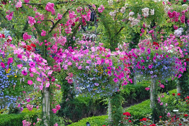 If you can't treat yourself to magnificent hanging baskets like these in 2020, when can you?