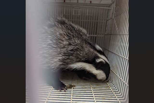 The badger was rescued after falling into a tight spot in a Gosport home.