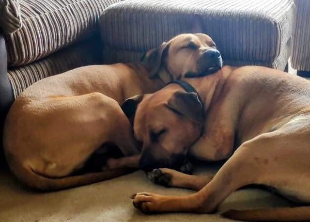 Do you have space for these brothers? 
Cheech is a chilled out old soul who loves cuddles and attention. Chong is more anxious and will choose when to come to you for a chest rub or an ear tickle. 
They have had a few years without regular walking so we have been working on getting them used to walking and being on a lead. They will be capable of long walks but you would need to build their fitness up gradually. They could also do with shedding a few pounds which exercise will hopefully help with.
Adoption fee is £375 and for more information go to the website.