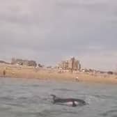 A pod of eight dolphins has been spotted close to Southsea beach.