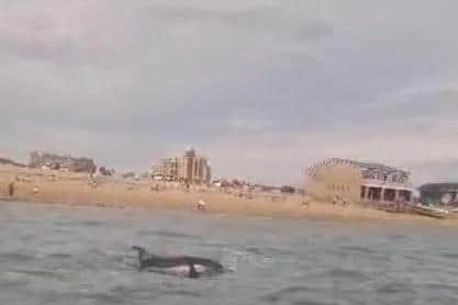 A pod of eight dolphins has been spotted close to Southsea beach.