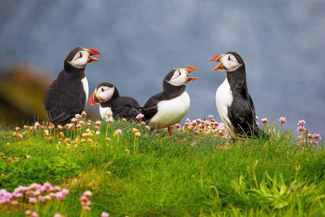 A new survey has revealed 50 per cent of people in the South East are unsure where to spot different animals.