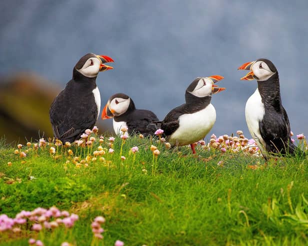 A new survey has revealed 50 per cent of people in the South East are unsure where to spot different animals.
