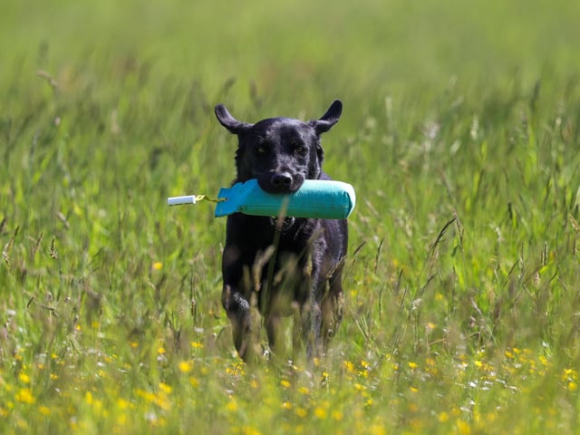 A dog during the gundog demonstrations at Goodwoof 2024. Picture: Ben Whitley/PA Media Assignments