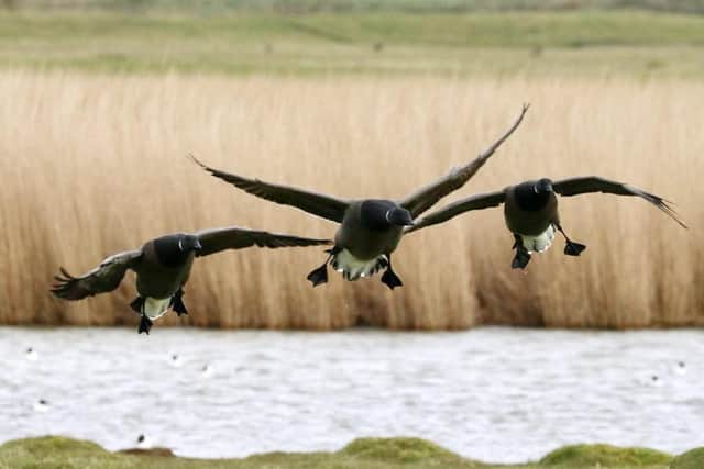 Castle Field will remain open all year round following a negotiated decision by Southsea Coastal Scheme officers and Natural England to use Southsea's MoD field as a new bird refuge for overwintering Brent Geese.