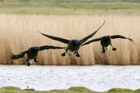 Castle Field will remain open all year round following a negotiated decision by Southsea Coastal Scheme officers and Natural England to use Southsea's MoD field as a new bird refuge for overwintering Brent Geese.