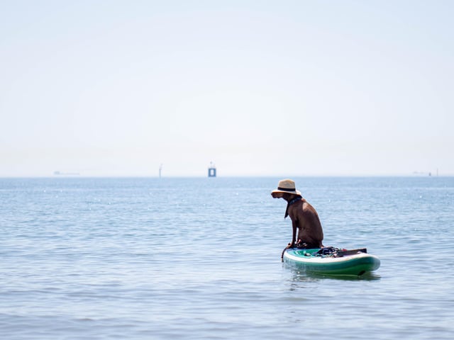 Pictured: Horatio the dog on a paddle board