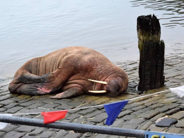 The walrus (photoL Stuart Ford)