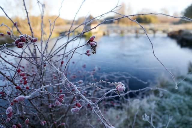 A light frost covers berries on the banks of the river Test near Stockbridge. Picture: Andrew Matthews/PA Wire