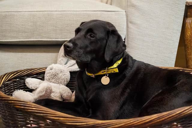 Pictured: Coco the Labrador relaxing in her bed . 
Picture: Dogs Trust UK