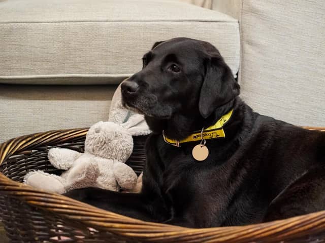 Pictured: Coco the Labrador relaxing in her bed . 
Picture: Dogs Trust UK
