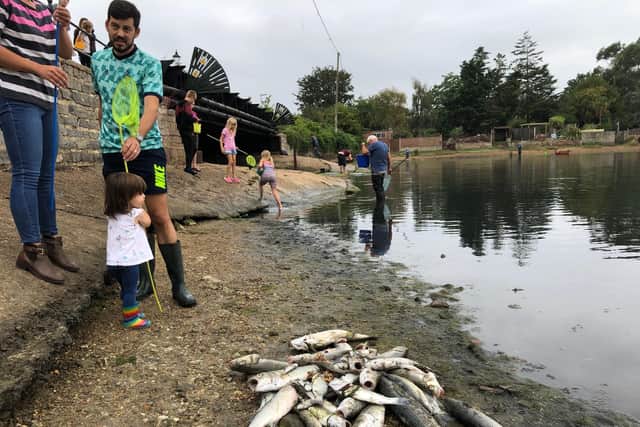 Hundreds of dead fish have washed up on the shoreline of Alver Creek in Gosport. Picture: Richard Lemmer