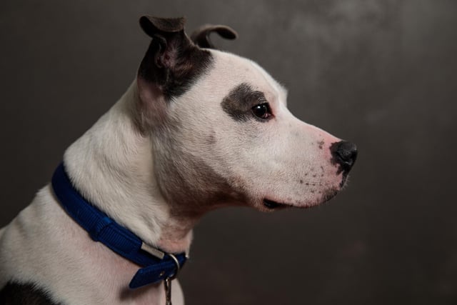 Staffies are also said to be among the breeds commonly targeted by thieves.  (Photo by Jack Taylor/Getty Images)