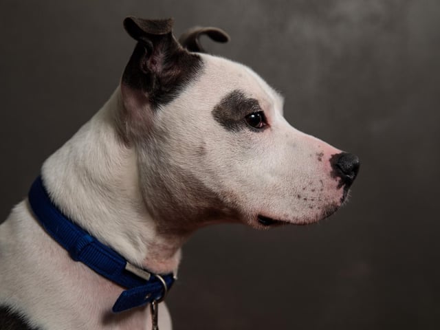 Staffies are also said to be among the breeds commonly targeted by thieves. (Photo by Jack Taylor/Getty Images)