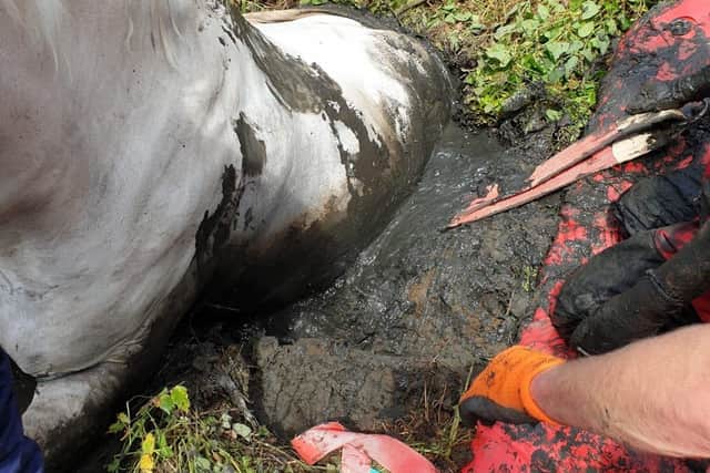 Rescuers trying to free Romie's legs from the mud.