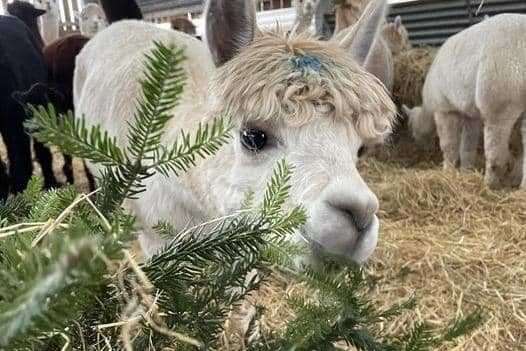 Alpacas dine on donated Christmas trees
