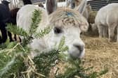 Alpacas dine on donated Christmas trees