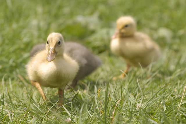 Alun has been 'hypnotised' into incubating eggs in the hope of rearing ducklings PICTURE: WILL CADDY (092063-10)