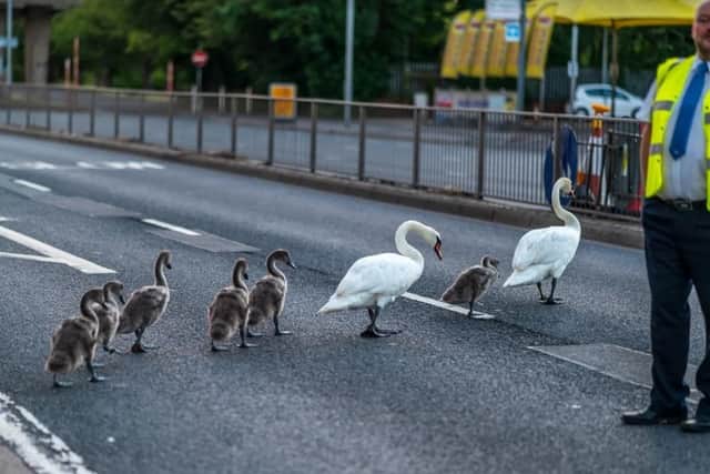 Swans on London Road in Hilsea. Pic Trevor Owen