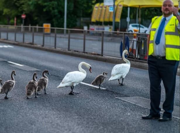 Swans on London Road in Hilsea. Pic Trevor Owen