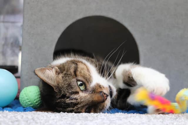 Volunteers at Gosport Cats Protection have shared some top tips for keeping cats entertained during social isolation