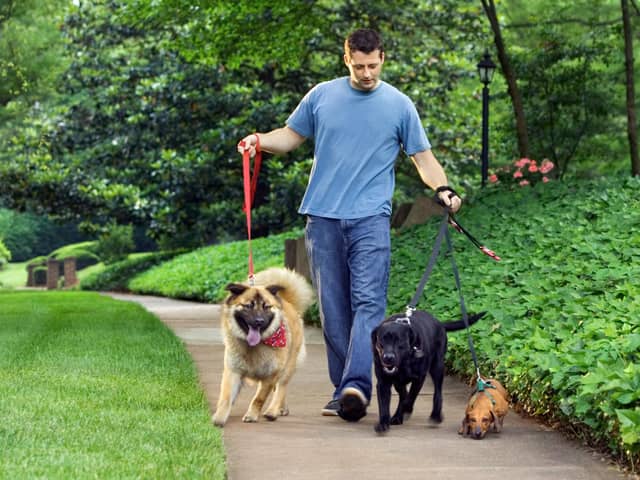 Generic dog-walker for MSPCA page in IoM Courier