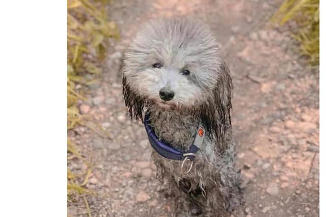 Meeko, a one-year-old toy poodle, went missing near Winchester on Monday. Picture: Denmead Drone SAR