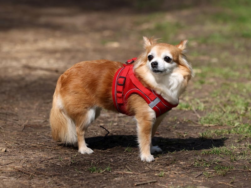 Coco enjoying a stroll
Picture: Sam Stephenson.