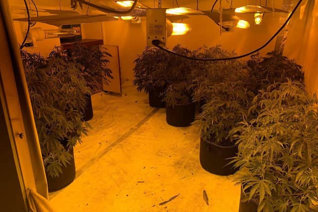 A cannabis factory discovered by police in Agincourt Road. Picture: Hampshire police