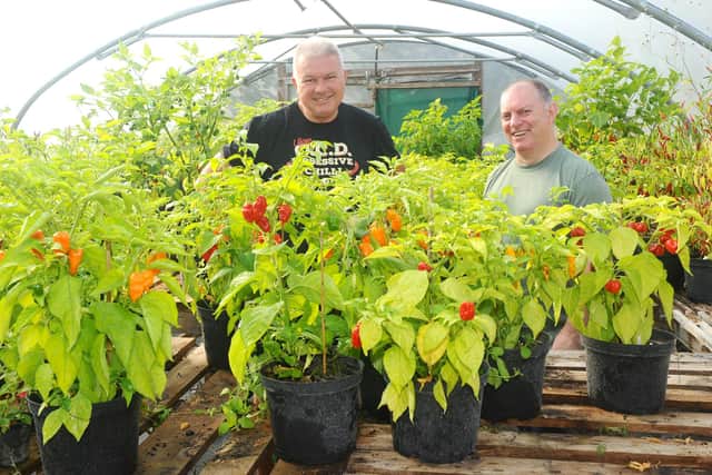 Mark Scarborough (60) and Dave MacAskill (48) wtih some of the chilli plants.

Picture: Sarah Standing (220920-4361)