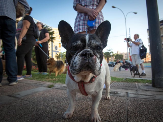A French bulldog will set you back around £1,700 on average. (Photo credit should read DESIREE MARTIN/AFP via Getty Images)