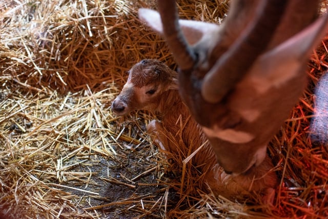 Guests at Marwell Zoo got to witness the birth of a Critically Endangered addax calf.
Picture credit: Marwell Zoo