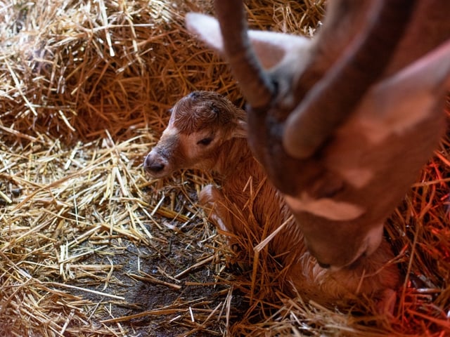 Guests at Marwell Zoo got to witness the birth of a Critically Endangered addax calf.
Picture credit: Marwell Zoo