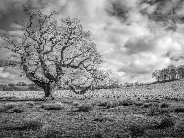 Petworth Park. Picture by Bill Brooks