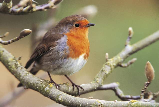 Robin on a magnolia tree. Photo: Andy Hay (rspb-images.com)