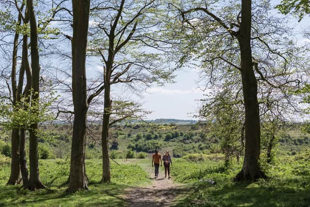 Walking through the trees at St Catherine's Hill in Winchester in South Downs National Park.
