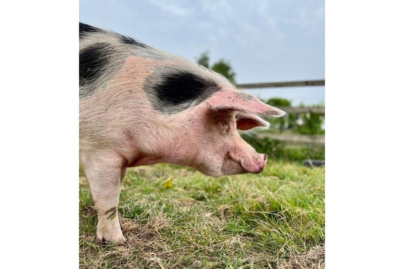 Phil is currently looking for his forever home. The three-year-old Gloucestershire Old Spot can be homed with dogs, cats and children and his full name is Philadelphia, not Phillip. 
Picture credit: The Stubbington Ark