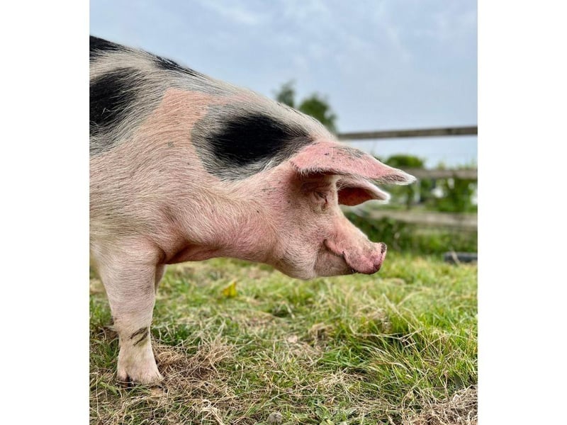 Phil is currently looking for his forever home. The three-year-old Gloucestershire Old Spot can be homed with dogs, cats and children and his full name is Philadelphia, not Phillip. 
Picture credit: The Stubbington Ark