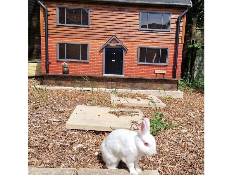 Holly and Eve have reached the milestone of 365 days in the RSPCA Solent Branch's care.