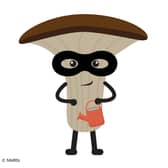 Shelly Shroom = Pleurotus ostreatus