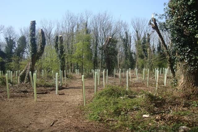 A major campaign has launched to plant 100,000 trees across the South Downs National Park from funds raised towards the Trees for the Downs appeal. Pictured: Tree saplings planted at Lancing Ring
