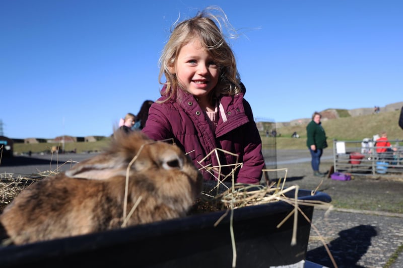 Half term farm visiting Fort Nelson in Portsmouth, Hampshire.

Pictured is Tabitha Kiddle, 4, with a Guinea Pig. 

Monday 12th February 2024.

Picture: Sam Stephenson.
