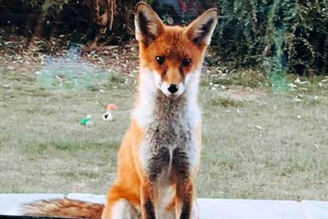Some foxes have taken to waiting by residents back windows as they have become used to been fed by others.