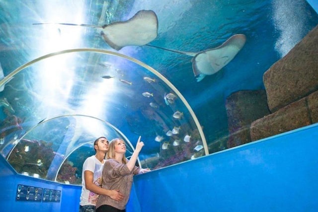 Families can take a trip under the sea with a visit to Blue Reef Aquarium to discover the fantastic variety of creatures which can be found living off our shores. 
Photo: Blue Reef Aquarium