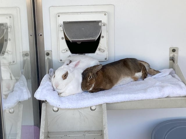 Finlay and Eliza are looking for new homes. The pair fell in love after being taken in at The Stubbington Ark.