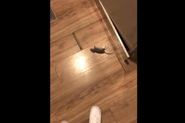 Izzy Boreham says she and her flatmates lived with rats in 14 Margate Road for years. Picture: Izzy Boreham